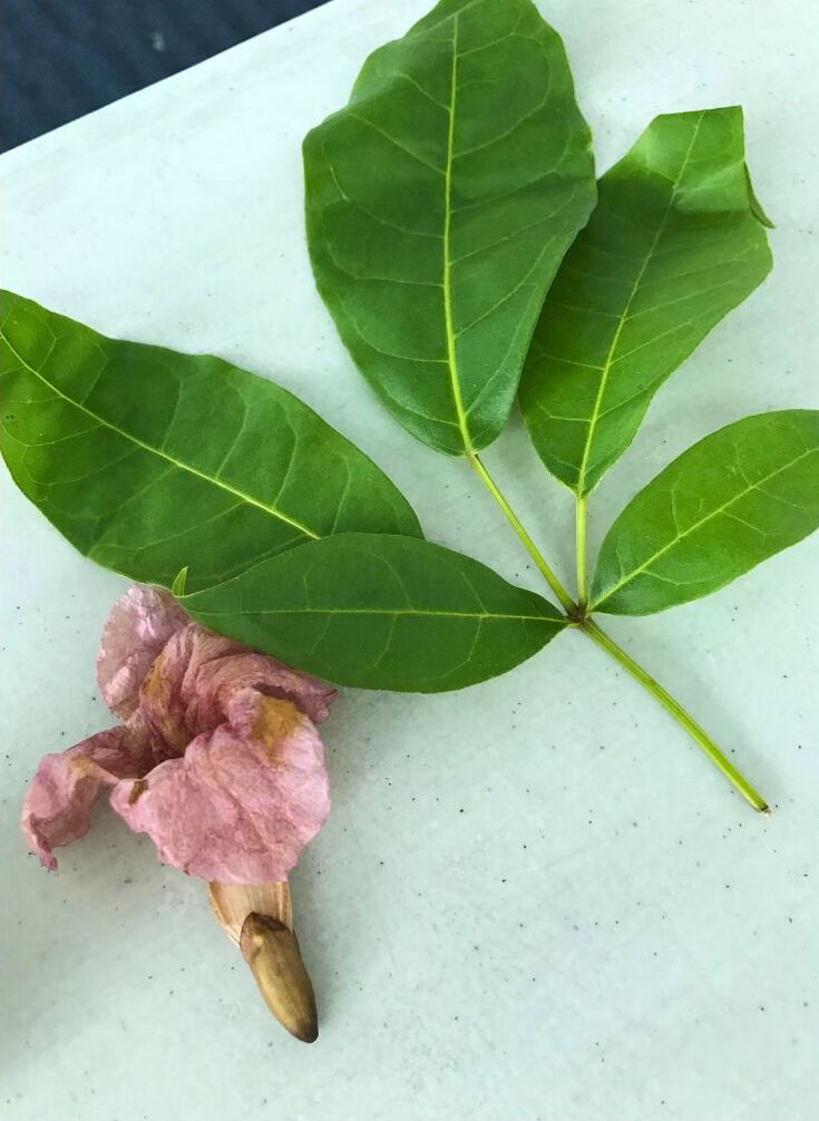 This Is A Image of Germinate Advantage Student 1