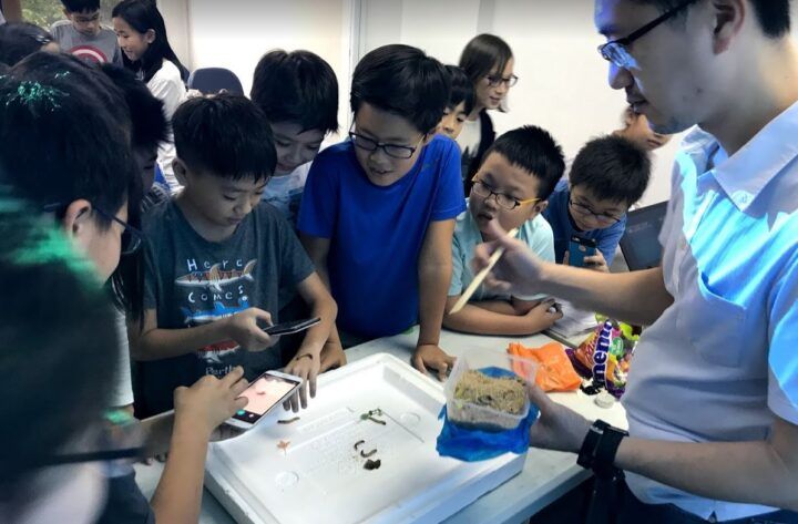 Image of P4 Decoding Insect